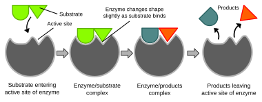 Illustration of the induced fit model of enzyme activity Induced fit diagram.svg