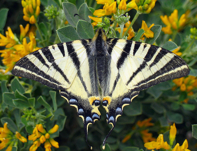 Ficheiro:Iphiclides podalirius.jpg