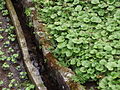 Izu city, Ikadaba, Wasabi fields 20111002 D.jpg