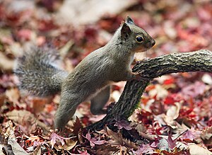 Japanese Squirrel.