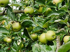 Äpfel im Baum