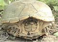 Yellow Mud Turtle, Kinosternon flaviscens