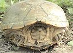 Yellow mud turtle (Kinosternon flavescens)