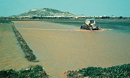 Cullera (comarca Riberas del Júcar - València), 3 de maig de 1981