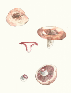 Lactarius vinosus by Markitus Serra