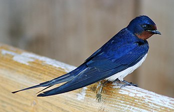 Une hirondelle rustique (Hirundo rustica), à Bygholm vejle (Danemark). (définition réelle 1 799 × 1 200*)