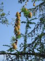 Larix decidua young cones