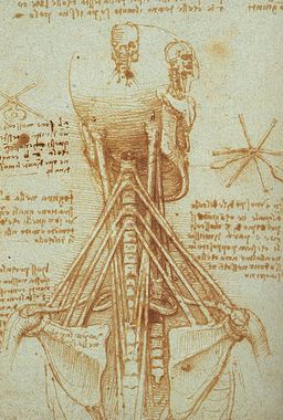 Leonardo Anatomy of the Neck, c. 1515