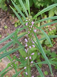 園内の益母草の標本