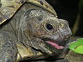 Ina tartaruga panterina (Stigmochelys pardalis).