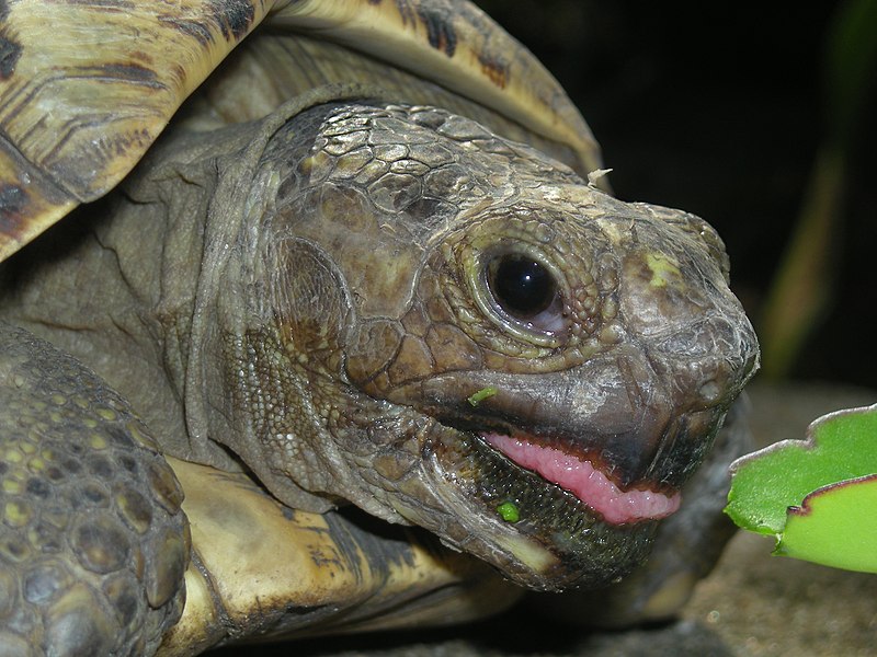 Leopard Tortoise eating 