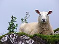 Éléments typiques : mouton et chardon