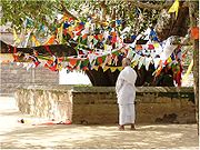 Decorated Sri Maha Bodhi Tree in Sri Lanka