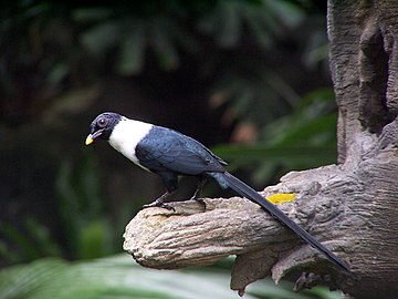 Weißhalsatzel (Streptocitta albicollis): mit langem Schwanz