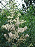 Miniatura para Macleaya cordata