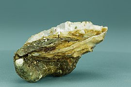 Pacific oyster