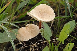 Česnakinis mažūnis (Marasmius scorodonius)