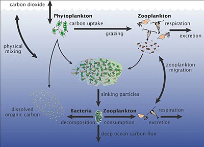 Role of the microbial community in the marine carbon cycle Marine carbon cycle.jpg