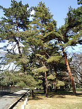 Alternate name: Korean Red Pine.
Notes: This pine has become a popular ornamental and has several cultivars, but in the winter it becomes yellowish. The height of this tree is 20–35 m. The Japanese red pine prefers full sun on well-drained, slightly acidic soil.