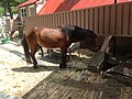 Mature horse at the pasture