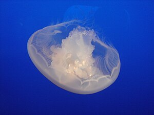 A Moon Jellyfish.