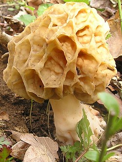 Lāčpurns (Morchella rotunda)