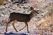 Справа от кадра бежит молодой олень-мул. Снято возле Truth or Consequences, Нью-Мексико, Соединенные Штаты Америки.