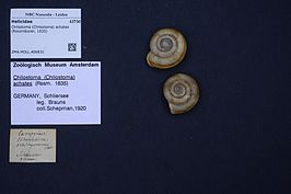 Chilostoma achates