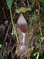 ? N. hamata × N. tentaculata