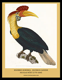 Afbeelding van de sulawesi-jaarvogel (Rhyticeros cassidix) uit Nouveau recueil de planches coloriées d'oiseaux : pour servir de suite et de complément aux planches enluminées de Buffon, édition in-folio et in-4⁰ de l'Imprimerie royale, 1770. Deel 1,2, 3 en 5. [1]