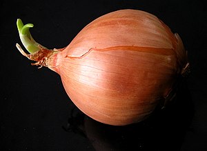 English: onion