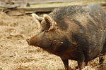 Ossabaw Island Hog.jpg