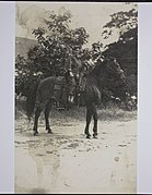 Anita Dei on horseback, Bodega, California