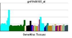 PBB GE SLC2A12 gnf1h06185 ĉe tn.png