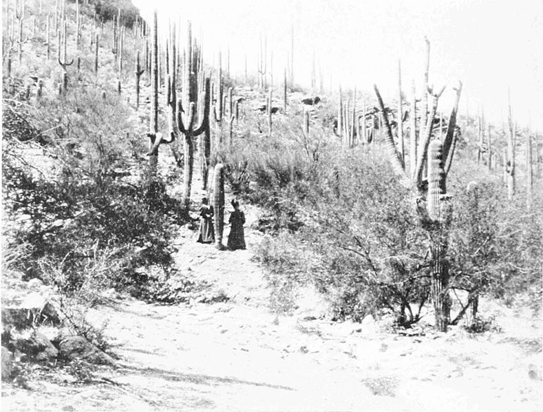 File:PSM V51 D658 A cactus forest.jpg