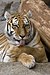 Panthera tigris.jpg