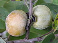 Fructus maturescens Tampae Floridae
