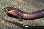 Miniatura para Plethodontidae