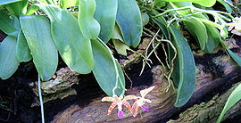 Phalaenopsis lueddemanniana HabitusFlowers BotGardBln0906a.jpg