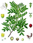 Pistacia lentiscus — Мастиковое дерево