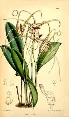 Pleurothallis glossopogon Ботаническая иллюстрация из Curtis's Botanical Magazine, 1887 г.