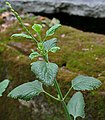 Priva cordifolia syn Priva leptostachya in Talakona forest, in Chittoor District of Andhra Pradesh, India.