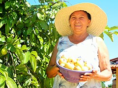 Produção de Frutiferas