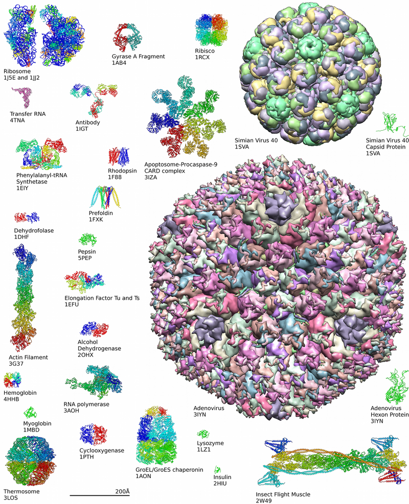 Examples of protein structures from the Protein Data Bank Protein structure examples.png