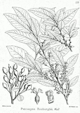 Putranjiva roxburghii