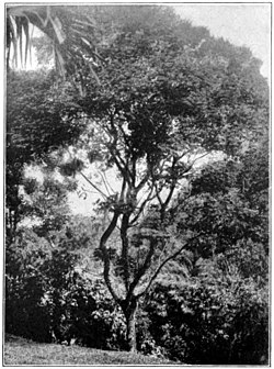 Fig. 13.—CEARA RUBBER TREE.