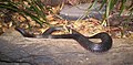 Red-Bellied Black Snake at Brisbane Forest Park, Brisbane, Queensland, Australia