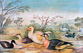 The bird was thought to have been drawn from a living specimen brought to Amsterdam, but was actually copied from a painting by Pieter Holsteyn, which might in turn have been copied from a 1611 painting of a likewise white dodo by Roelant Savery.