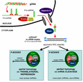 RNAi/gene silencing diagram for both plants and animals