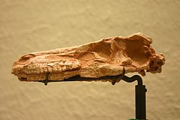 A Saurornithoides mongoliensis koponyája az Amerikai Természetrajzi Múzeumban (American Museum of Natural History)